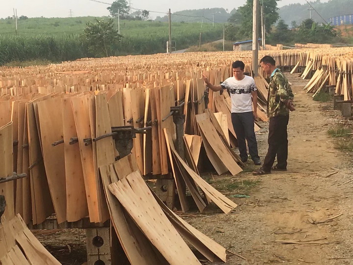 建筑模板單板晾曬實拍